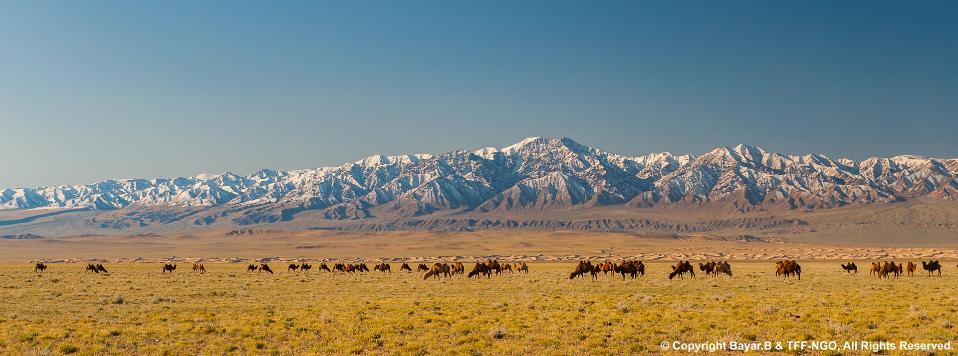 Eagle Hunters of the West