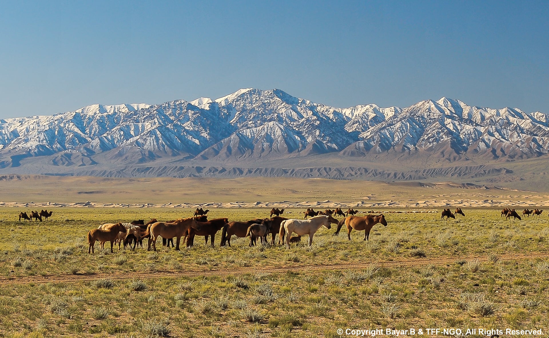 Eagle Hunters of the West